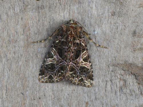 Sideridis rivularis
